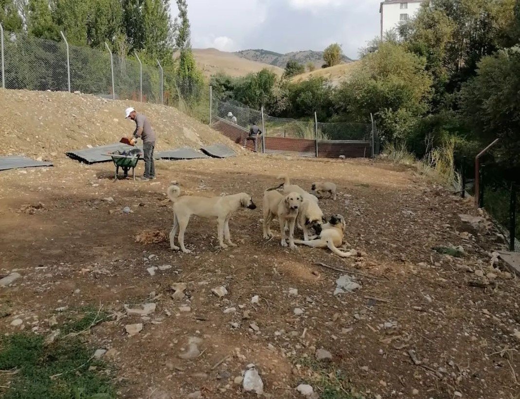 Hozat’ta Sokak hayvanları için çalışma başlatıldı
