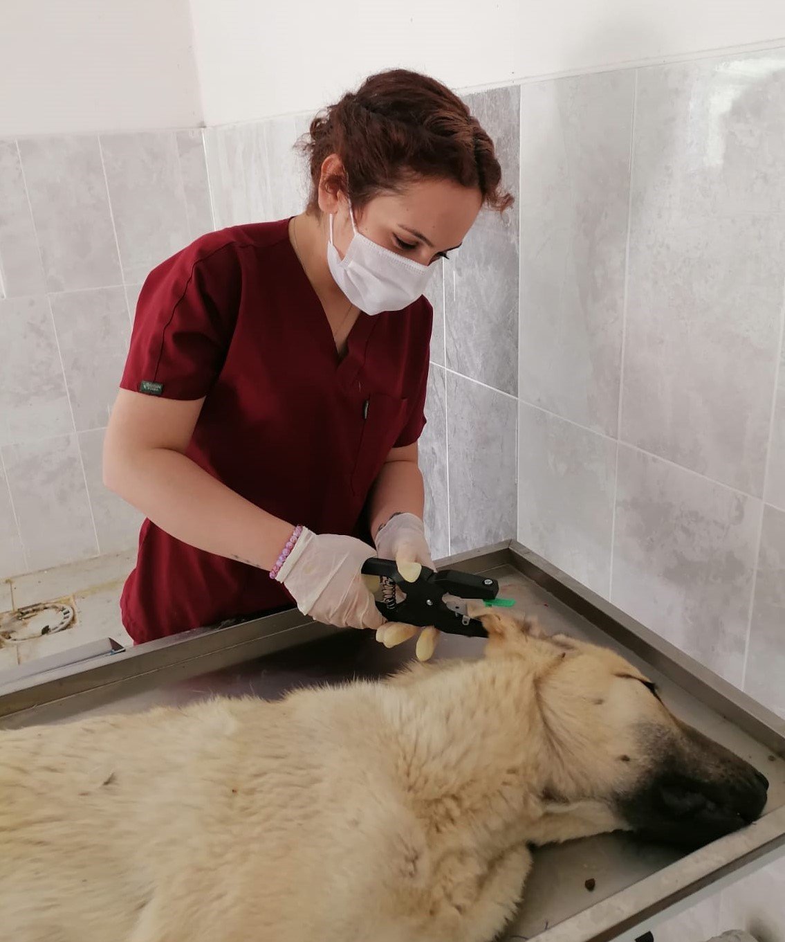 Hozat’ta Sokak hayvanları için çalışma başlatıldı