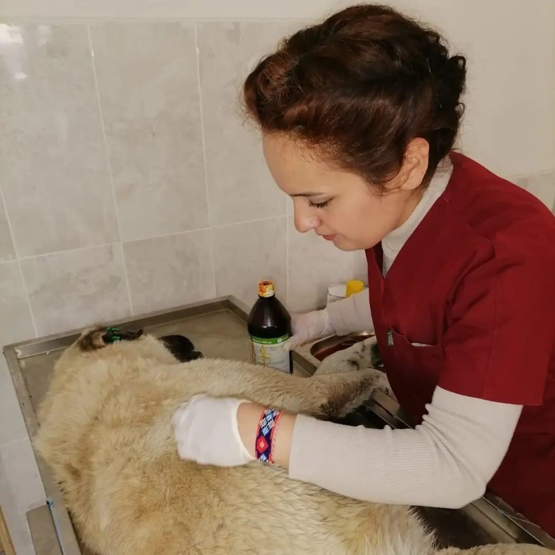 Hozat’ta Sokak hayvanları için çalışma başlatıldı