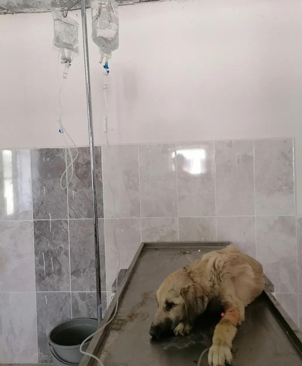 Hozat’ta Sokak hayvanları için çalışma başlatıldı