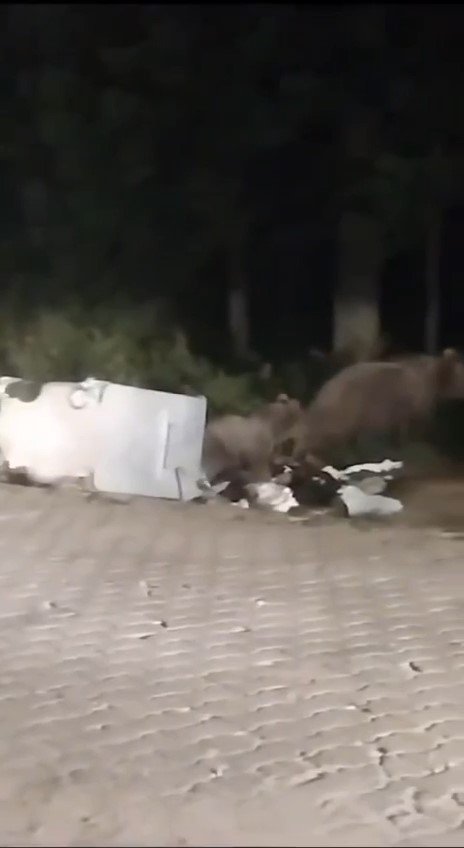 Uludağ’da aç kalan ayılar çöp konteynerlerini karıştırıp yiyecek aradılar
