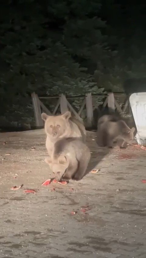 Uludağ’da aç kalan ayılar çöp konteynerlerini karıştırıp yiyecek aradılar