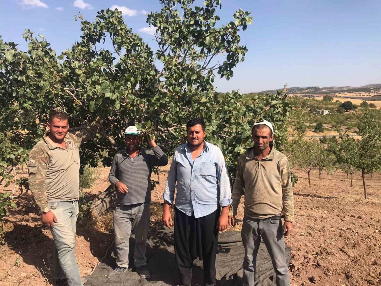 Besni’de Antep Fıstığı hasadı başladı