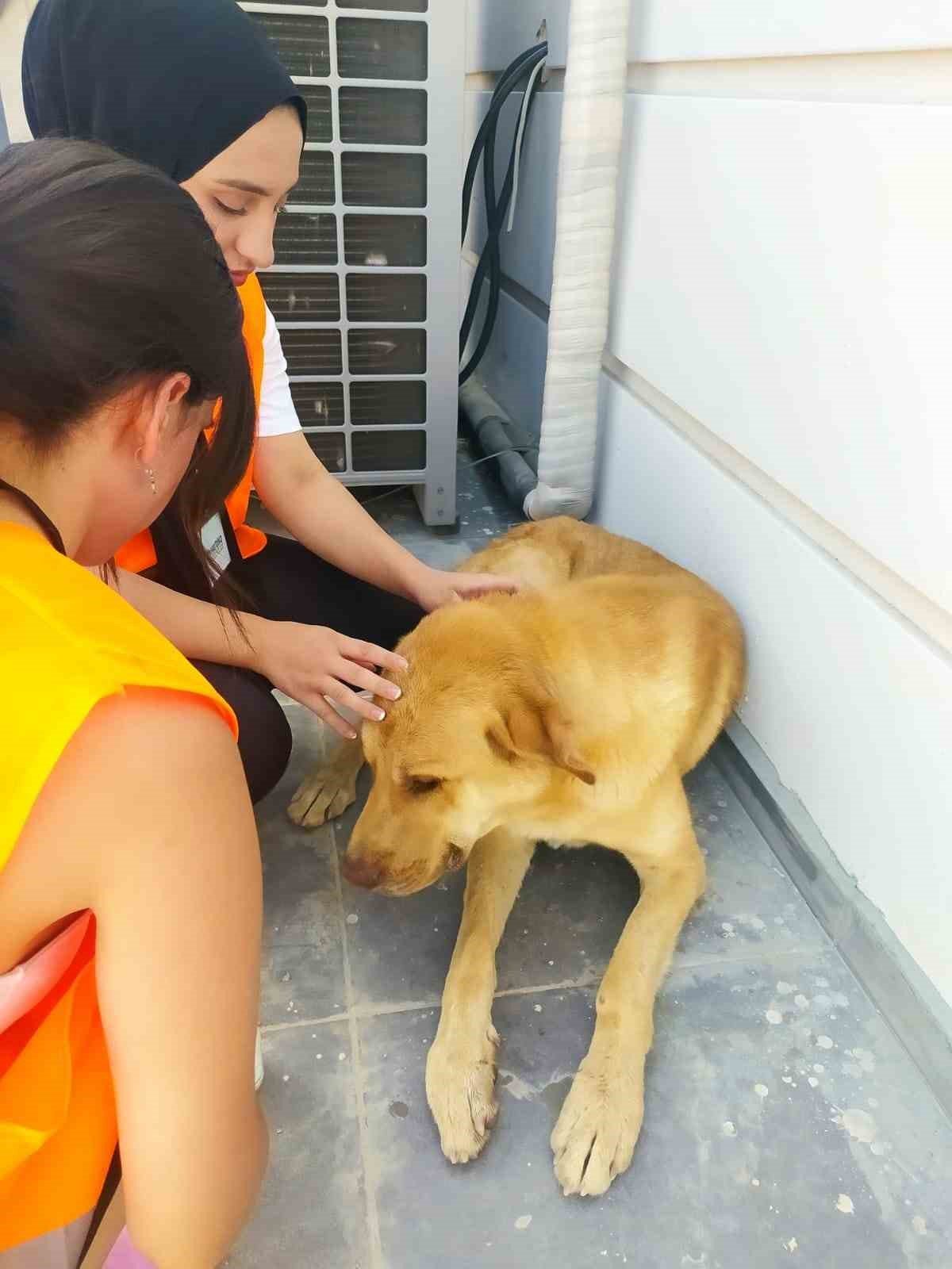 Elbistan’a hayvan hastanesi kuruluyor