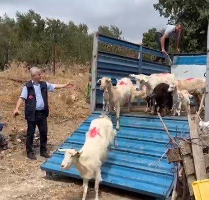 Çanakkale’de orman yangınlarının yaraları sarılmaya devam ediyor
