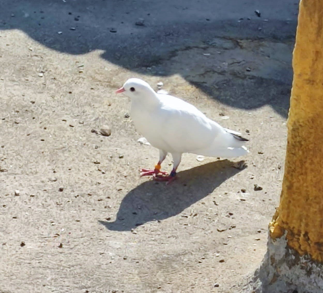 Denizli’nin dolapçı güvercinleri mesafe tanımıyor