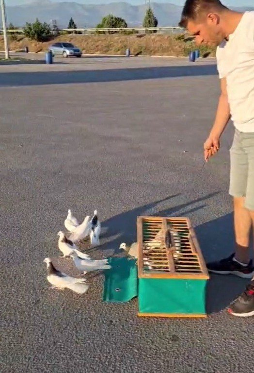Denizli’nin dolapçı güvercinleri mesafe tanımıyor