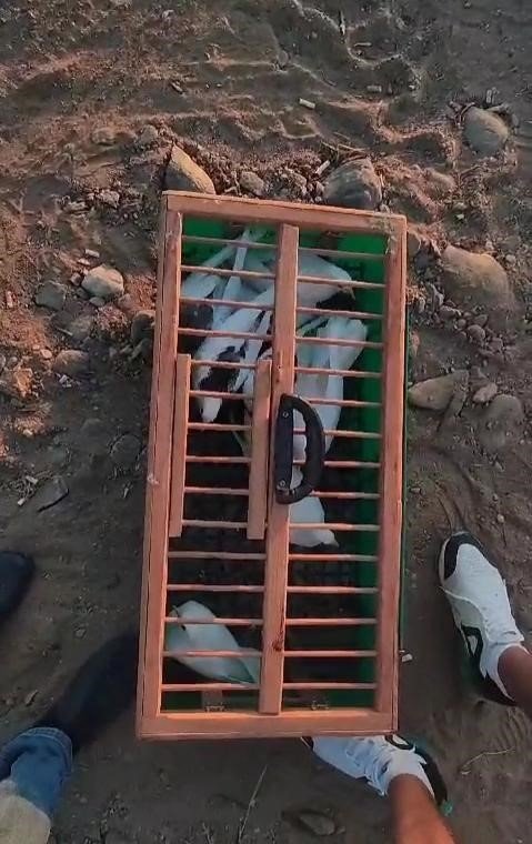 Denizli’nin dolapçı güvercinleri mesafe tanımıyor