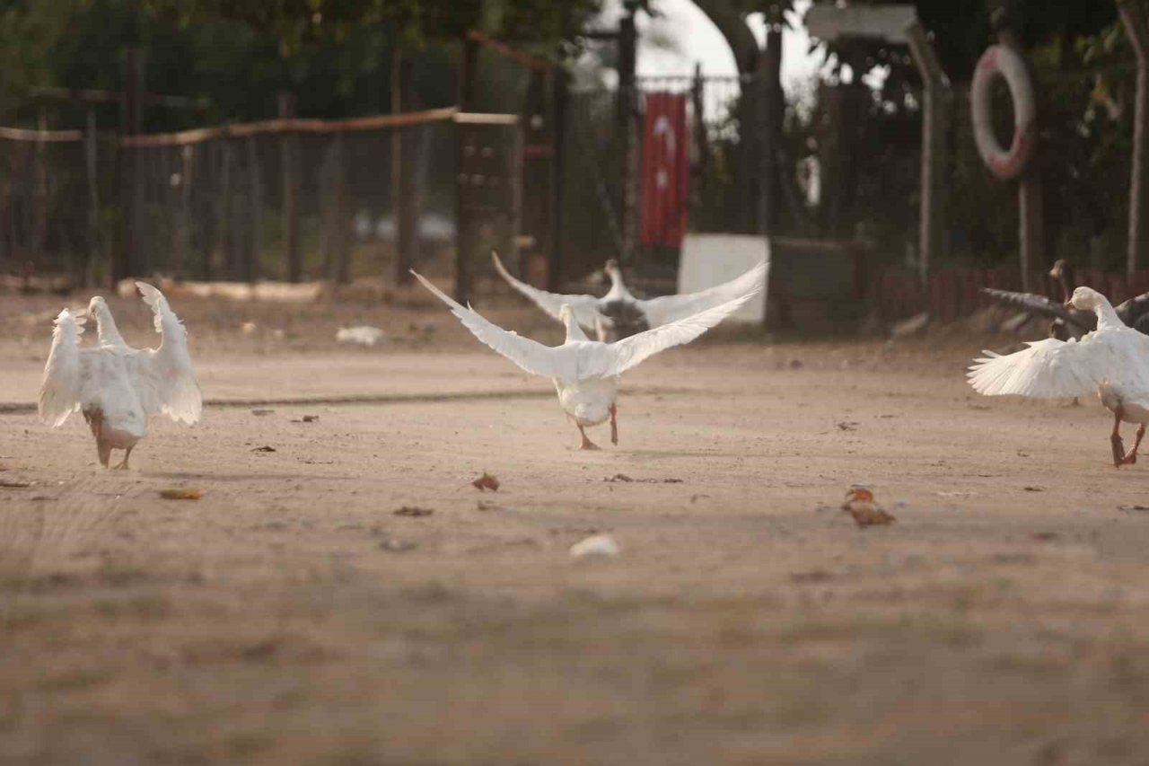 Karacabey longoz ormanları sonbaharda da güzel