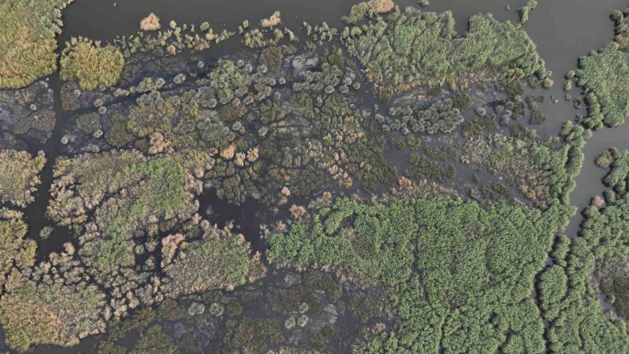 Karacabey longoz ormanları sonbaharda da güzel