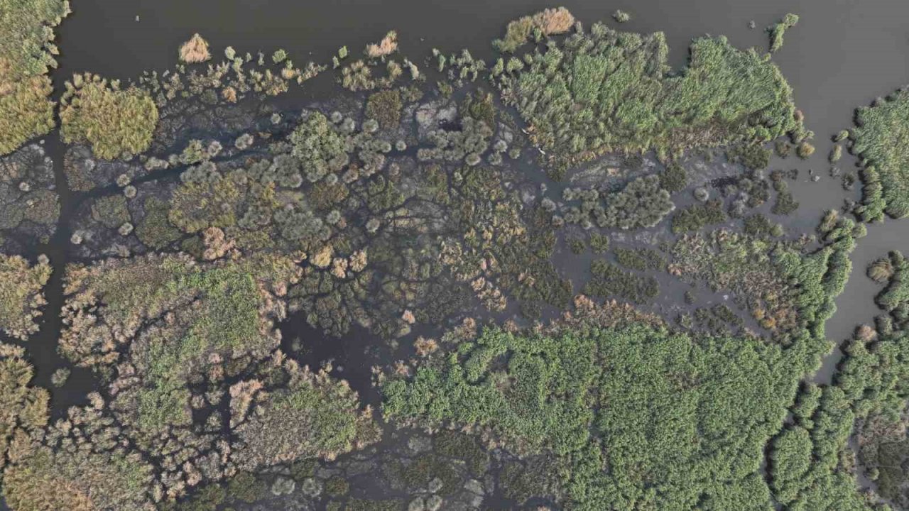 Karacabey longoz ormanları sonbaharda da güzel