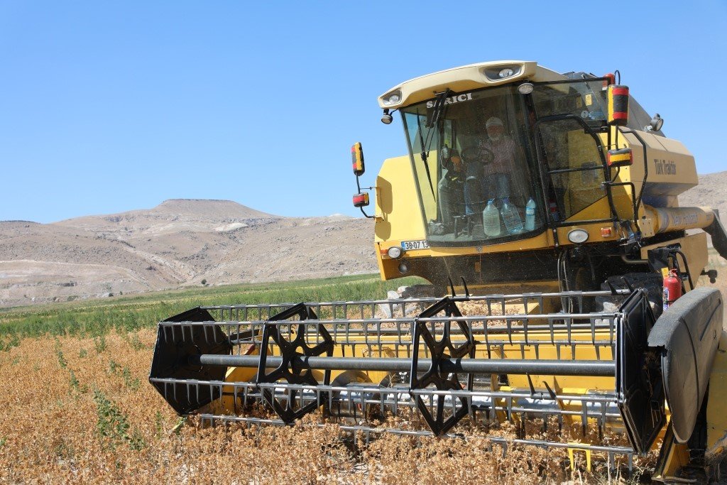 Başkan Çolakbayrakdar, ekimini yaptığı aspirin hasadını da kendisi yaptı