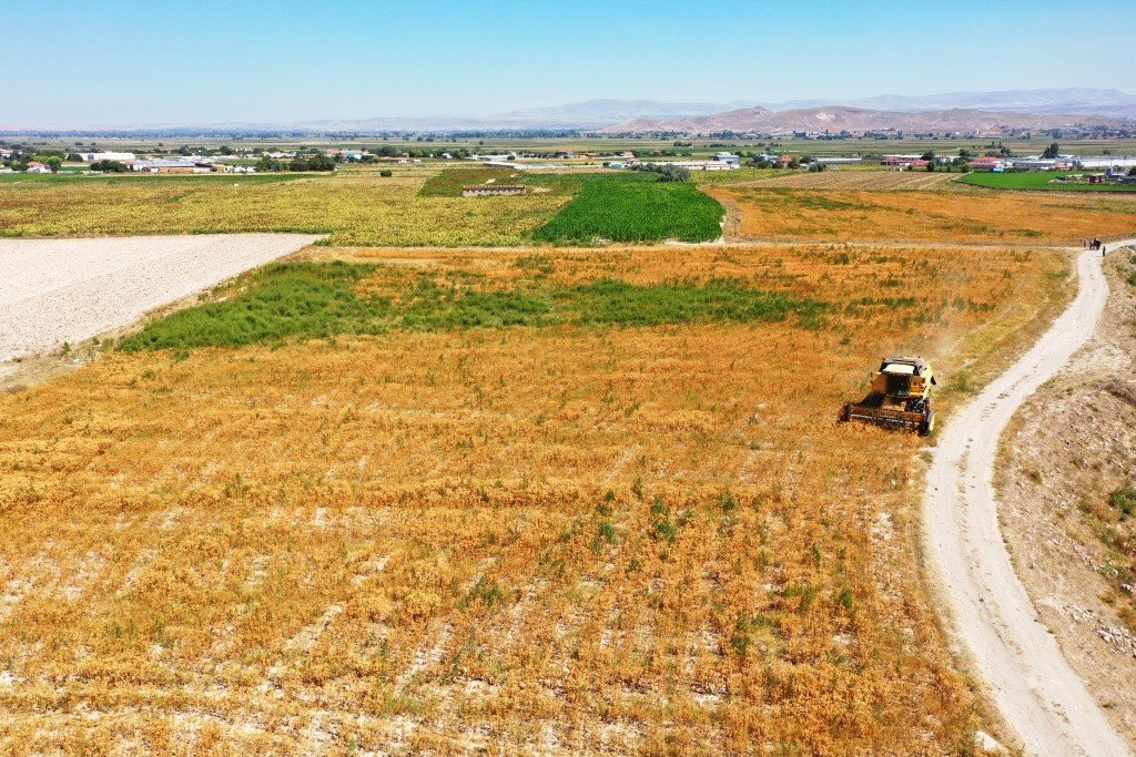 Başkan Çolakbayrakdar, ekimini yaptığı aspirin hasadını da kendisi yaptı