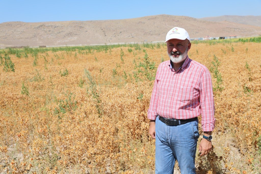 Başkan Çolakbayrakdar, ekimini yaptığı aspirin hasadını da kendisi yaptı
