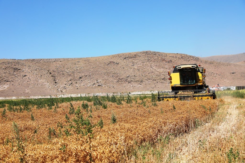 Başkan Çolakbayrakdar, ekimini yaptığı aspirin hasadını da kendisi yaptı