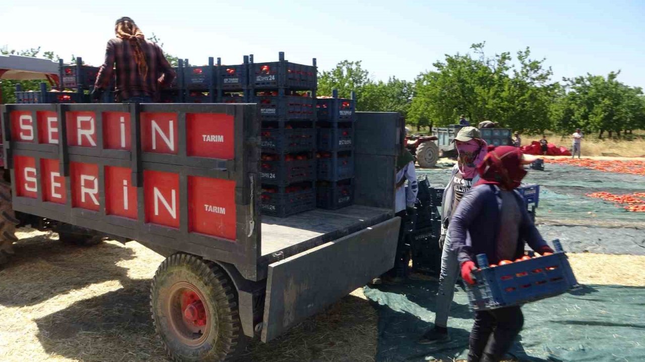 Yüzlerce dönüm arazide kurutulmuş domatesler ihrac ediliyor