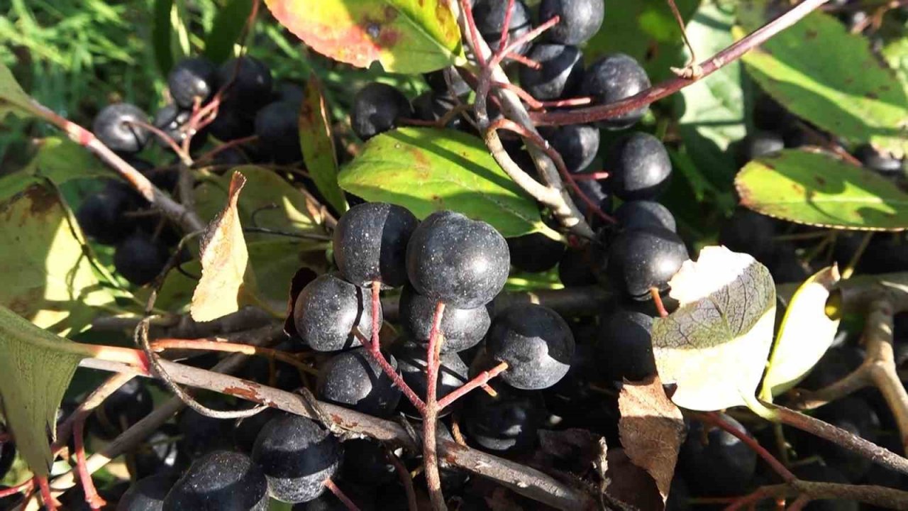 Gençlik iksiri aronya botoks etkisi yapıyor