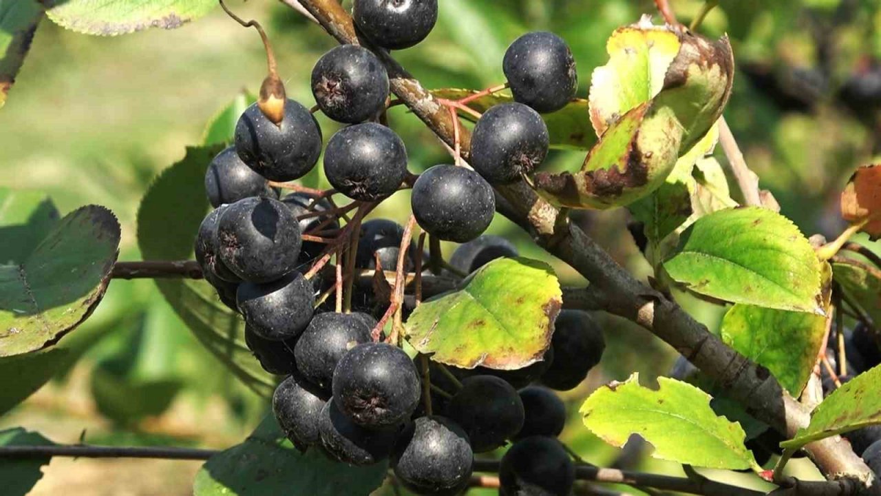 Gençlik iksiri aronya botoks etkisi yapıyor