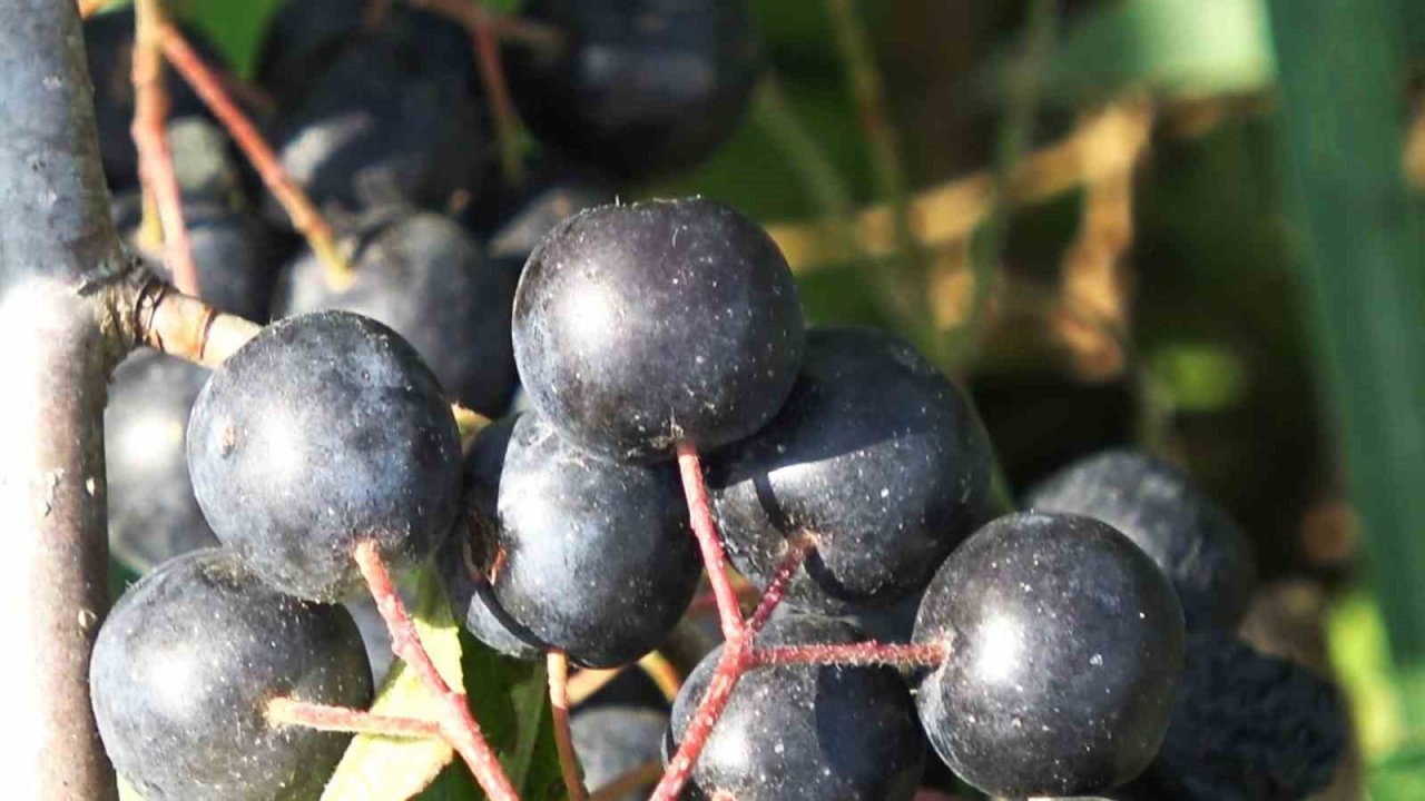 Gençlik iksiri aronya botoks etkisi yapıyor