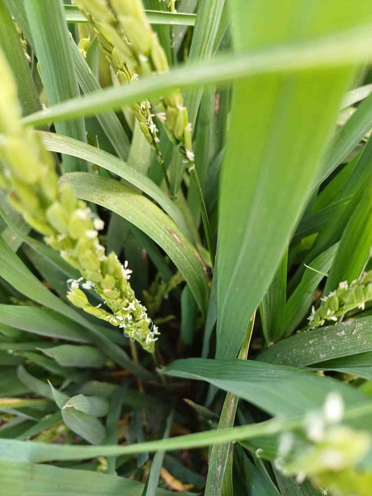 Çeltik üretiminde ikinci sırada olan Samsun’da üreticilere uyarı
