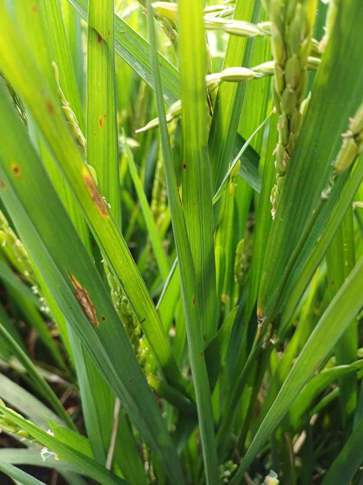 Çeltik üretiminde ikinci sırada olan Samsun’da üreticilere uyarı