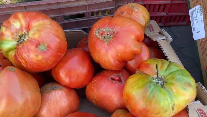 Ata tohumundan üretilen 1 kiloluk domates ele avuca sığmıyor