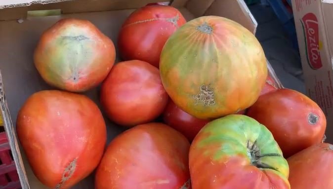 Ata tohumundan üretilen 1 kiloluk domates ele avuca sığmıyor