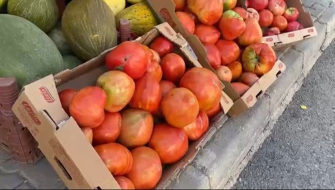 Ata tohumundan üretilen 1 kiloluk domates ele avuca sığmıyor