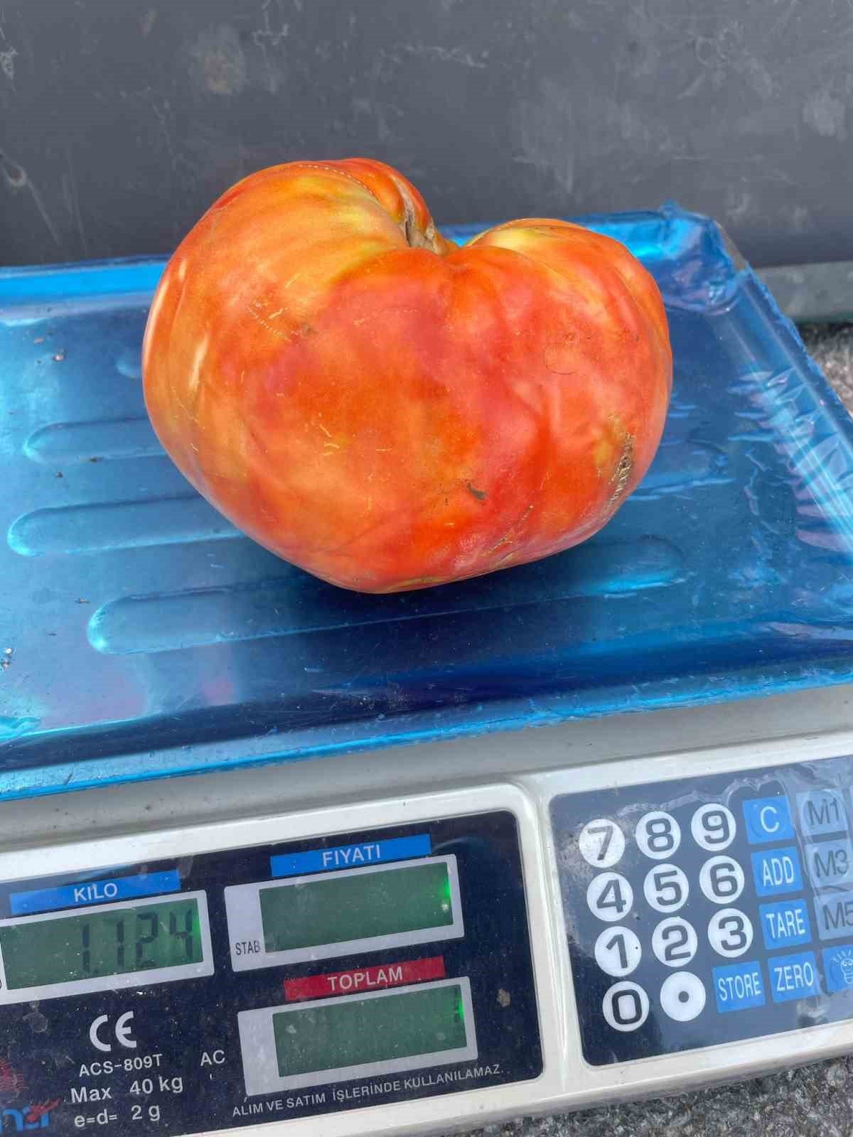 Ata tohumundan üretilen 1 kiloluk domates ele avuca sığmıyor