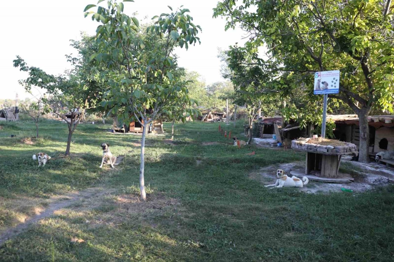 Melikgazi’den sokak hayvanlarına destek