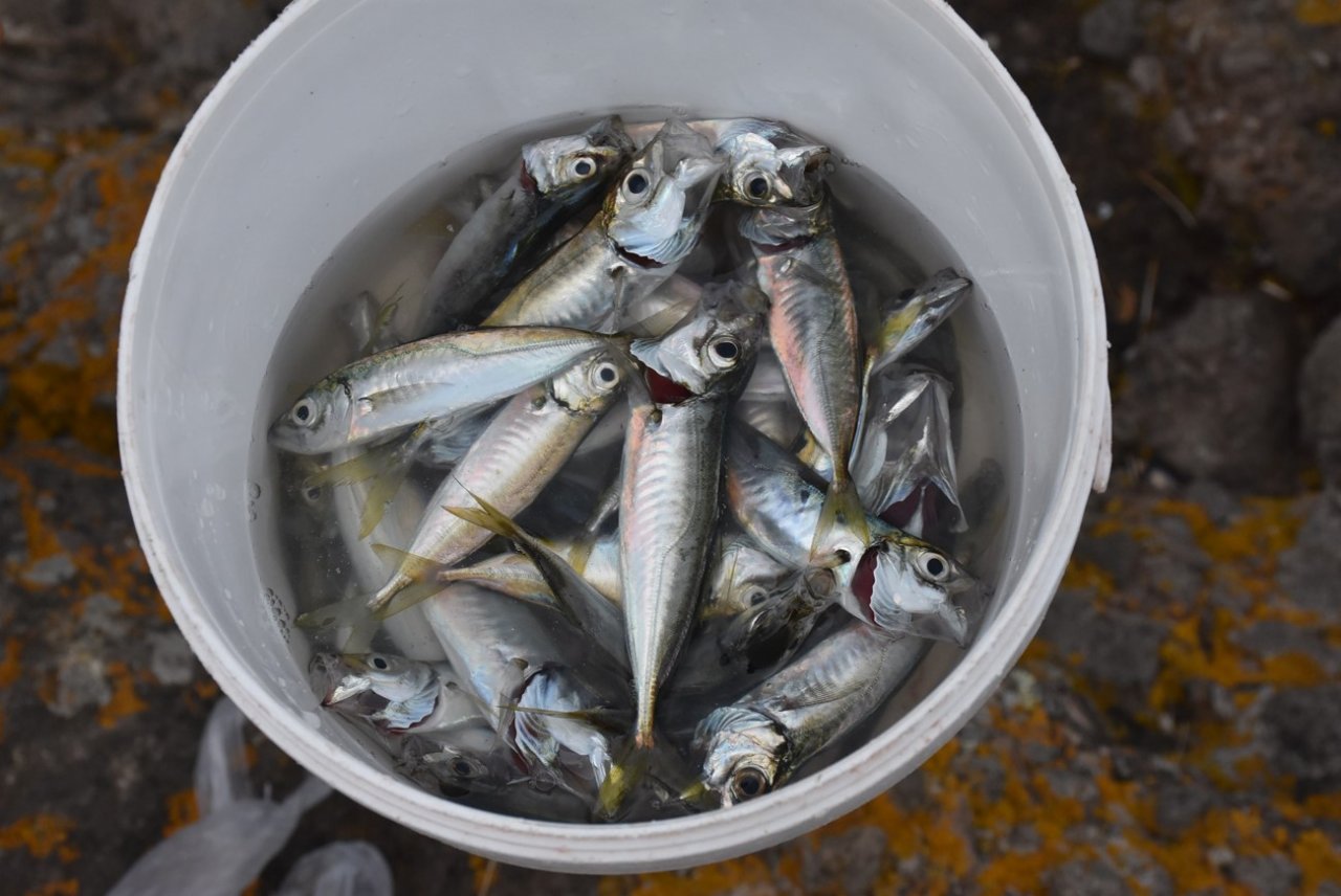 Tabiat harikası koyda balık avı