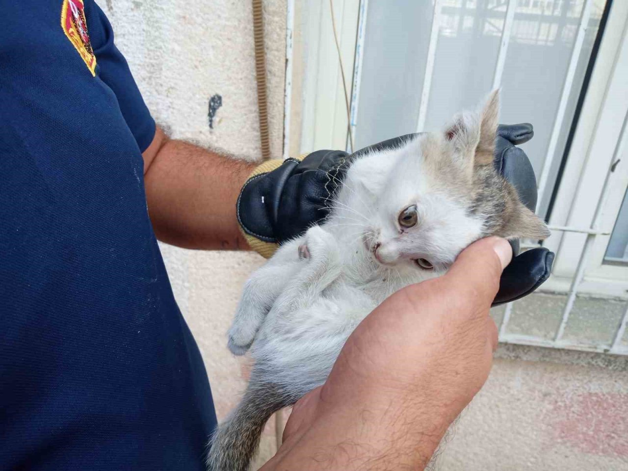 Bodrum havalandırmasına düşen yavru kediyi, itfaiye kurtardı