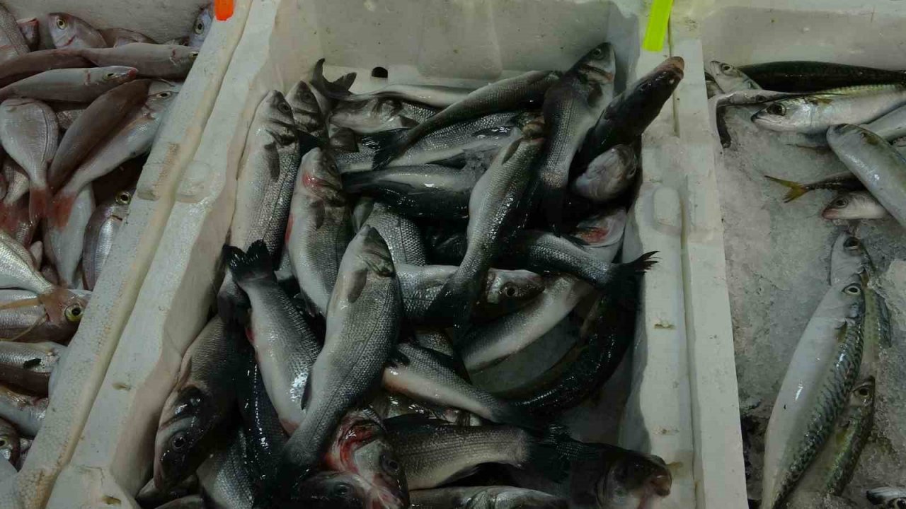 Muğla’da taze balıklar tezgahlardaki yerini aldı