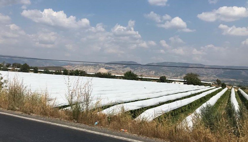 Yağışlar üzüm üreticisini yeni çözümlere yöneltti