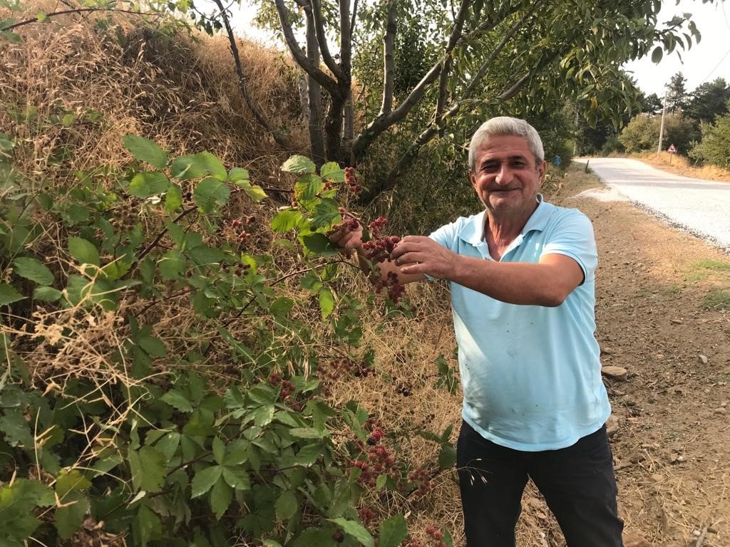 Şifa deposu böğürtlene büyük ilgi