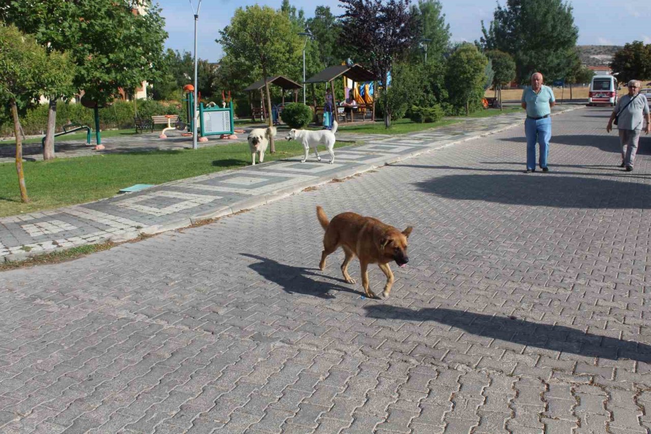 Başıboş köpek sorunu mahalle halkını isyan ettirdi