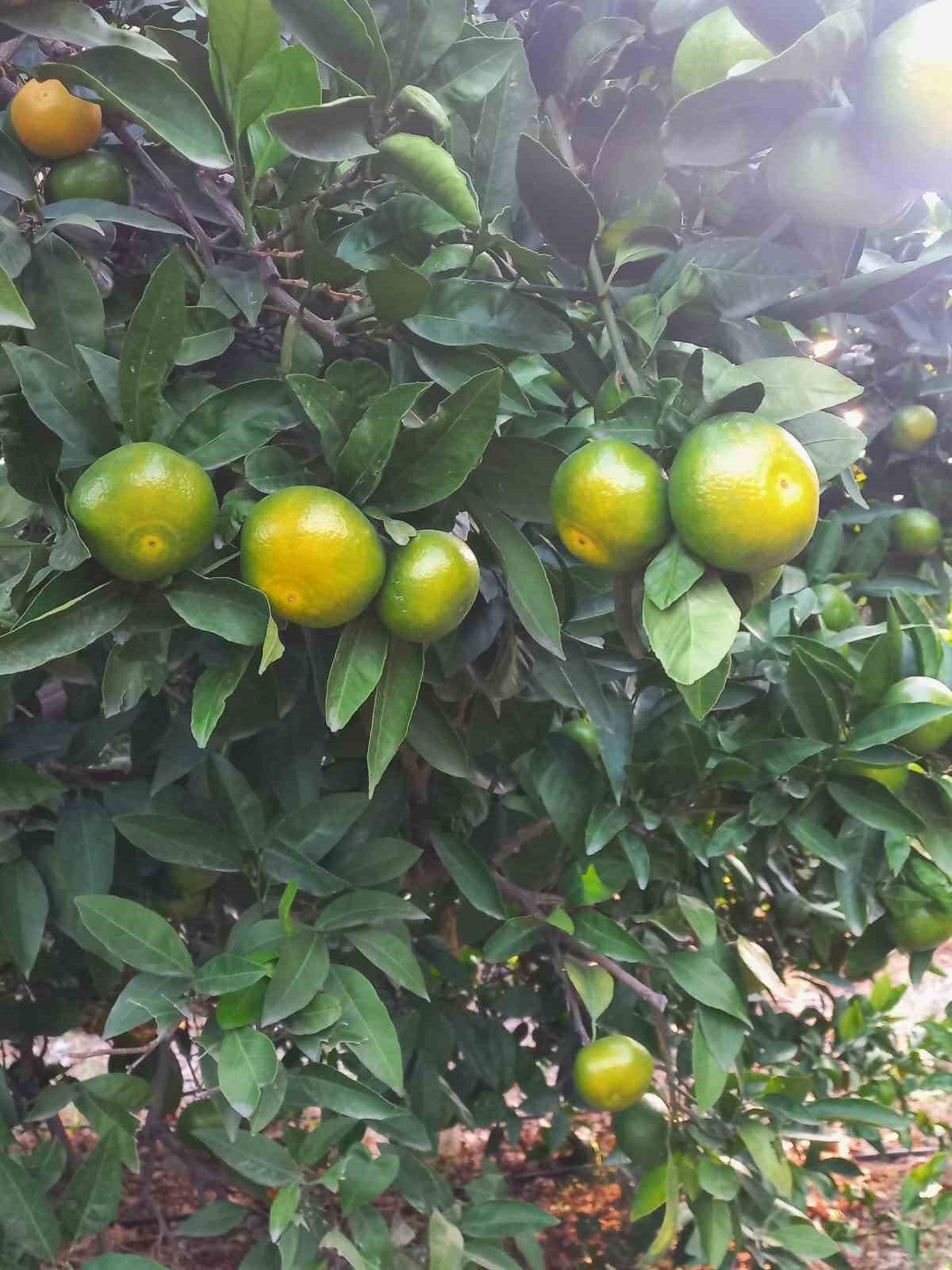 Hatay’da mandalina hasadı başladı