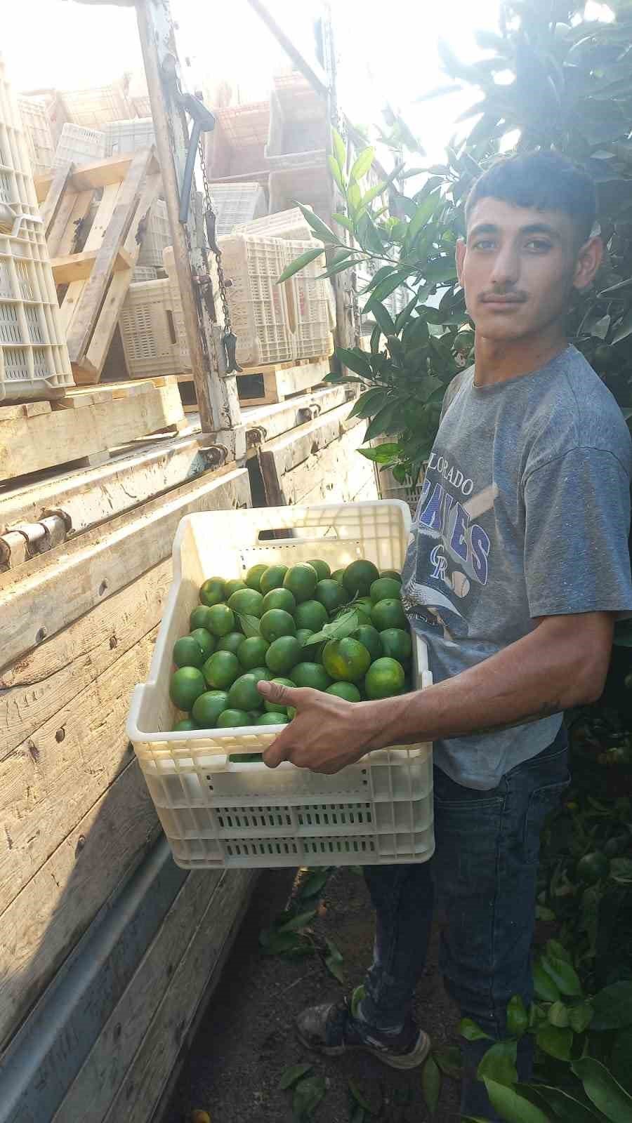 Hatay’da mandalina hasadı başladı