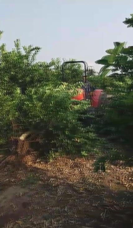 Tüccar "3 TL’den alırım" deyince tepki gösteren çiftçi, limon ağacını söktü