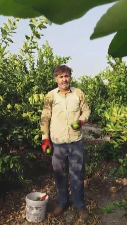 Tüccar "3 TL’den alırım" deyince tepki gösteren çiftçi, limon ağacını söktü