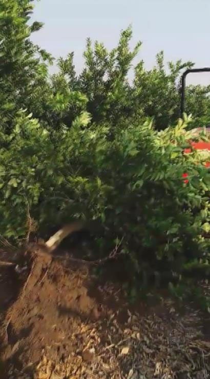 Tüccar "3 TL’den alırım" deyince tepki gösteren çiftçi, limon ağacını söktü