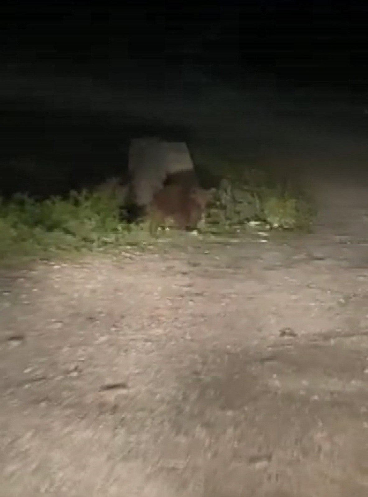 Karayoluna inen ayılar kamerada