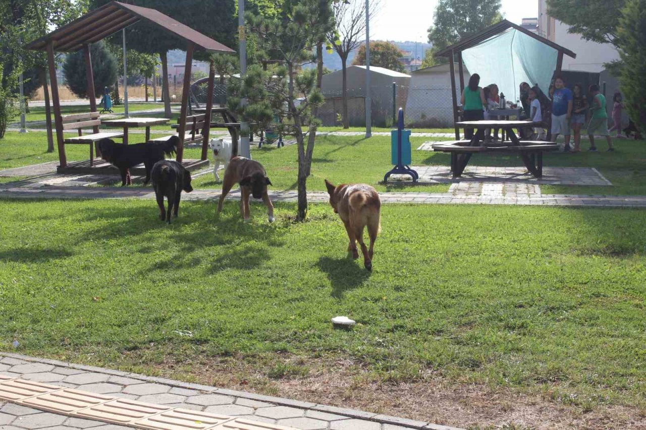 Başıboş köpek sorunu mahalle halkını isyan ettirdi