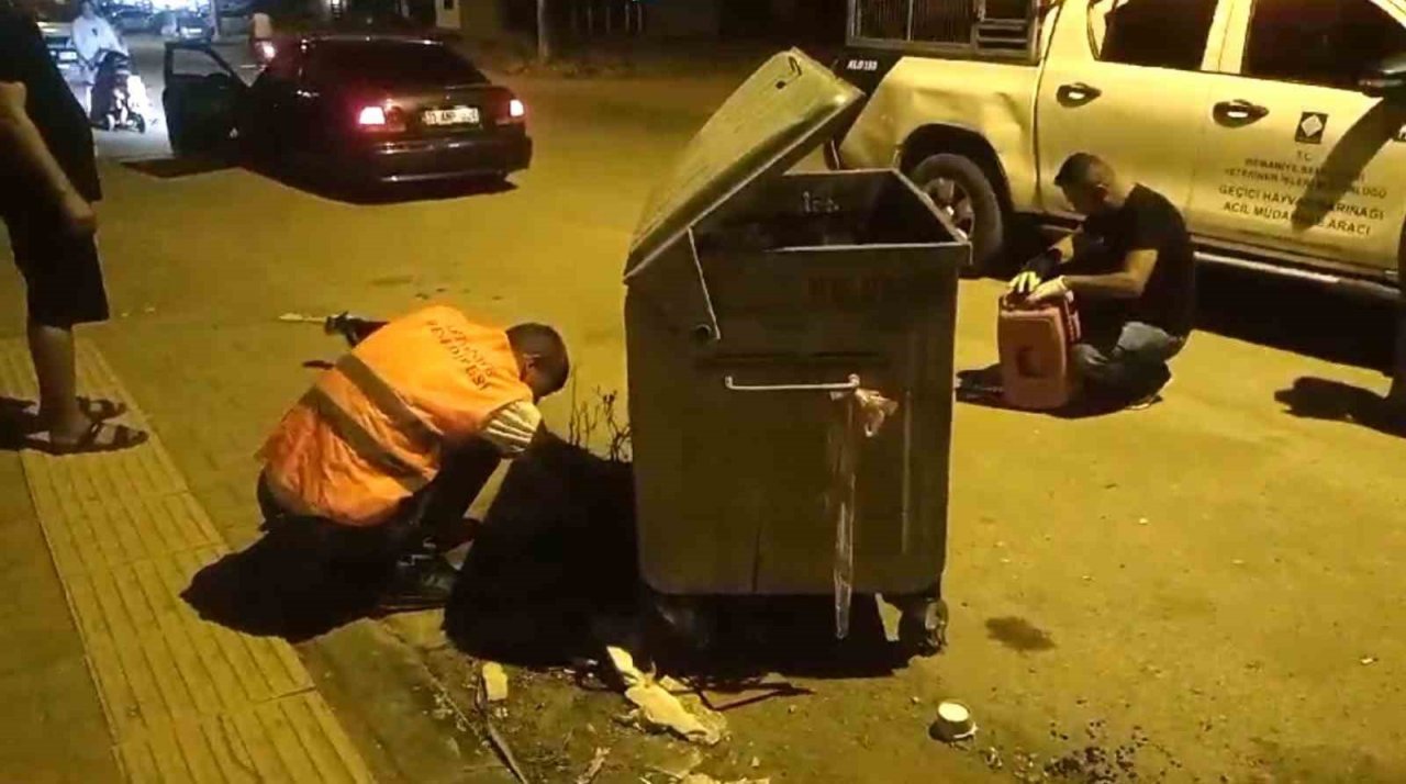 Osmaniye’de otomobilin çarptığı yaralı sokak kedisi tedavi altına alındı