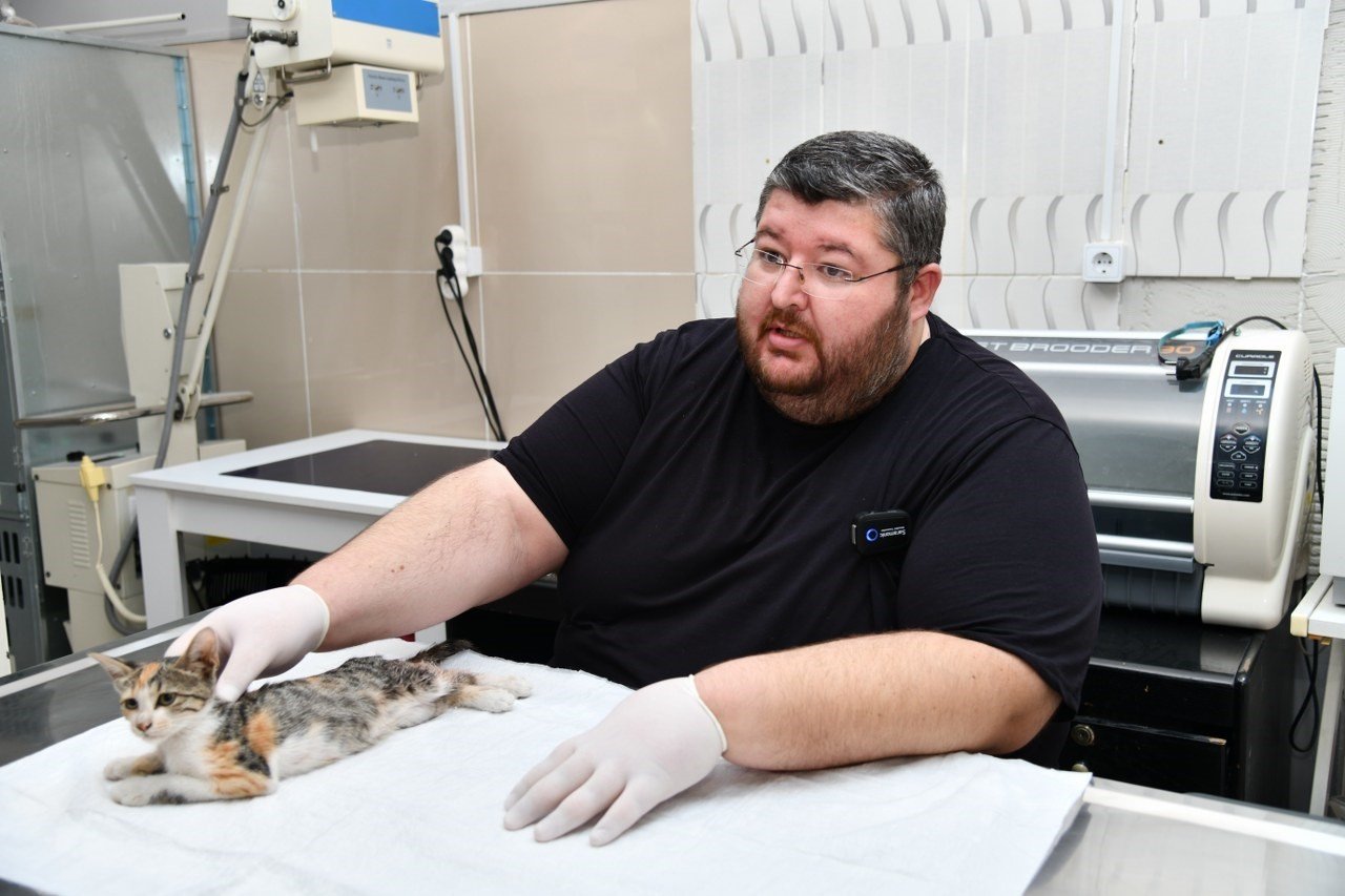 Osmaniye’de otomobilin çarptığı yaralı sokak kedisi tedavi altına alındı