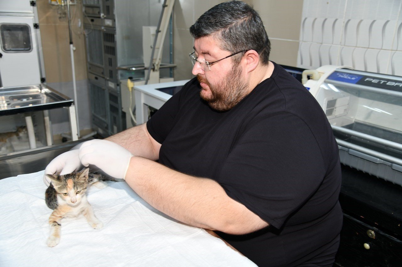 Osmaniye’de otomobilin çarptığı yaralı sokak kedisi tedavi altına alındı