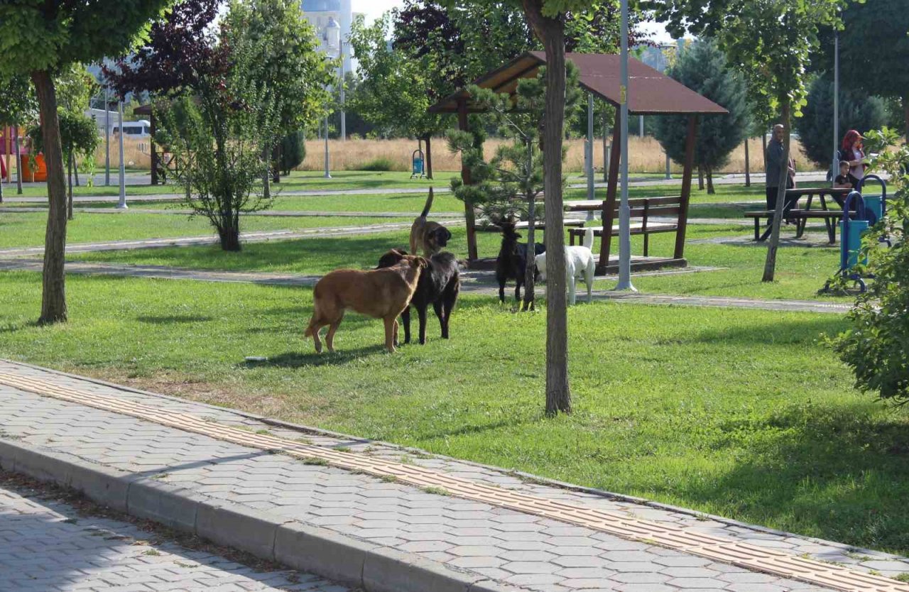 Başıboş köpek sorunu mahalle halkını isyan ettirdi