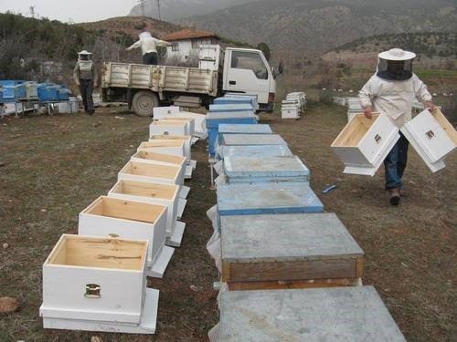 Siirt’te arıcılara 3 bin adet kovan hibe edilecek