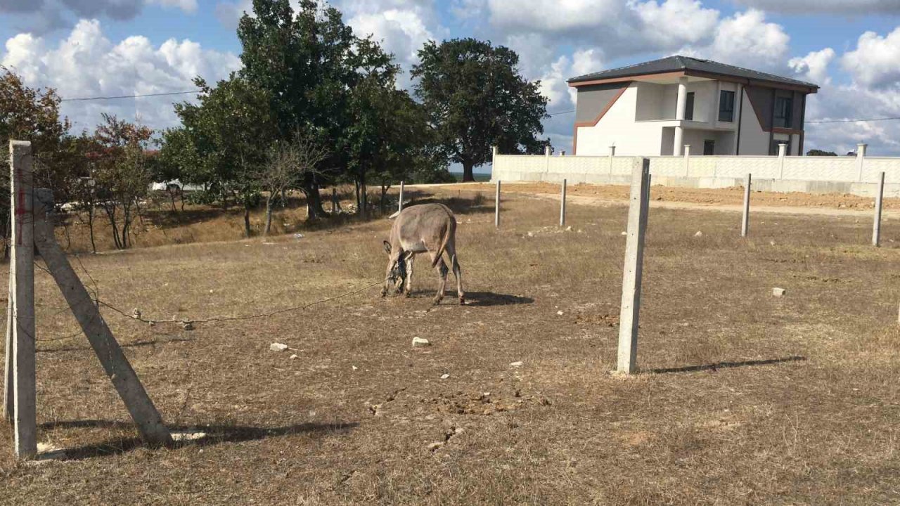 Ağılda çıkan yangın ormana sıçramadan söndürüldü