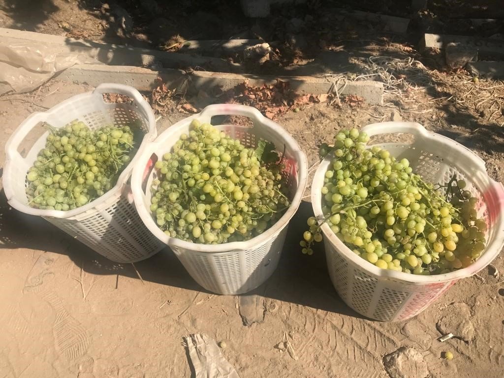 Yağışlar üzüm üreticisini yeni çözümlere yöneltti